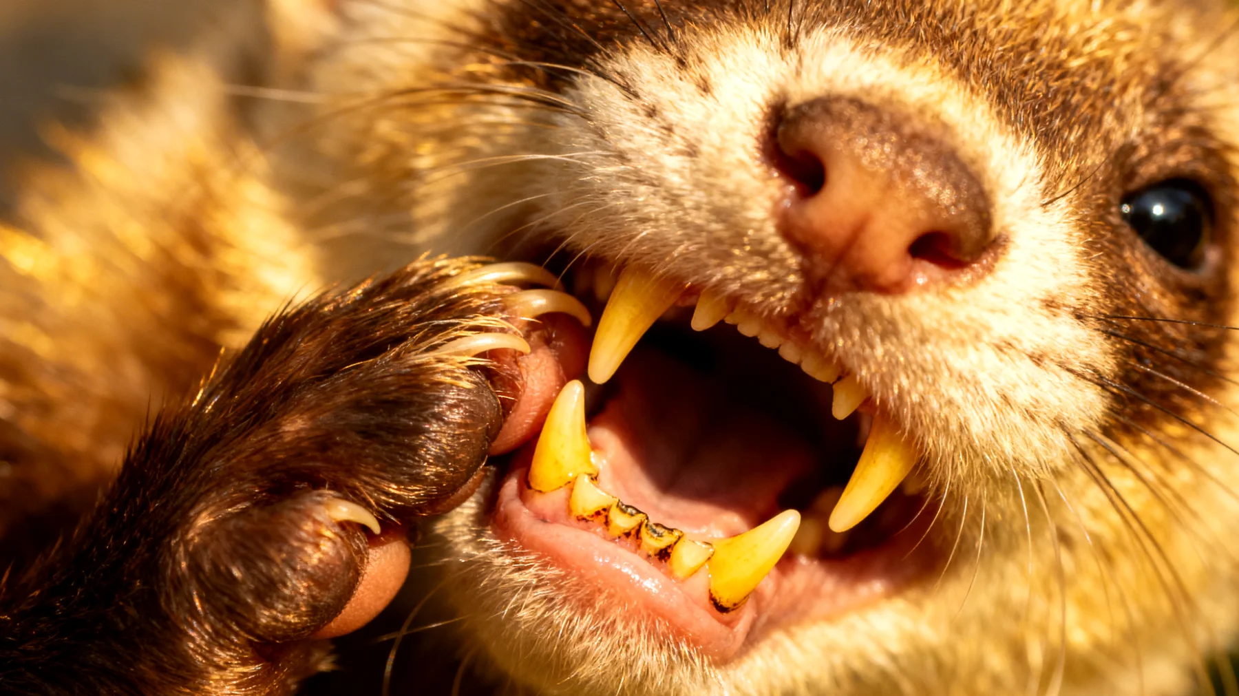 Frettchen neigen zu Zahnproblemen und Zahnsteinbildung, die bei erwachsenen Tieren häufig unbemerkt bleiben und zu Schmerzen, Zahnfleischentzündungen und Zahnverlust führen können"